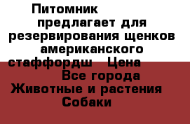 Питомник KURAT GRAD предлагает для резервирования щенков американского стаффордш › Цена ­ 25 000 - Все города Животные и растения » Собаки   